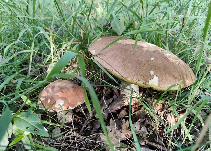 度假居 V Okrouhle Radouni *